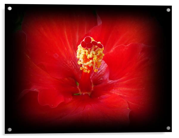 Red Hibiscus Acrylic by Susmita Mishra