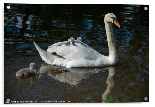 Swan and her Cygnets Acrylic by Paul McNiffe
