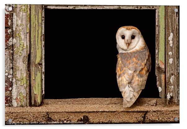 Barn Owl in Old Barn Window Acrylic by Paul Smith