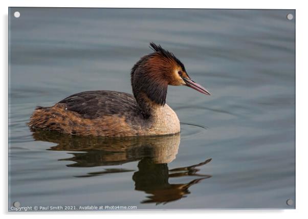 Great Crested Grebe Acrylic by Paul Smith