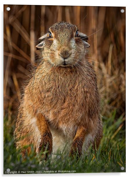 Brown Hare Portrait Acrylic by Paul Smith