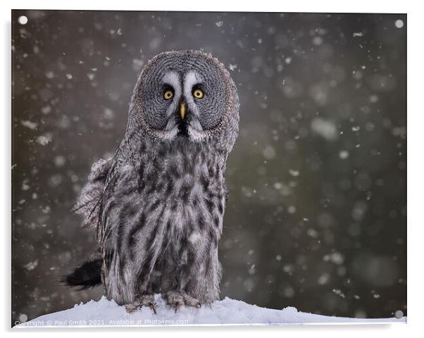 Great Grey Owl in Snowfall Acrylic by Paul Smith