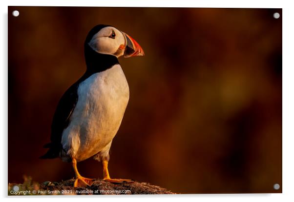 Puffin in Late Evening Light Acrylic by Paul Smith