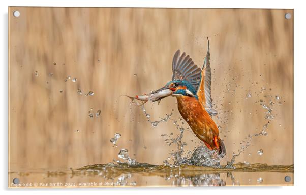 Kingfisher Emerging with Fish Acrylic by Paul Smith