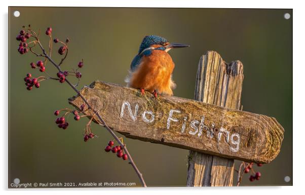 Kingfisher - No Fishing Acrylic by Paul Smith