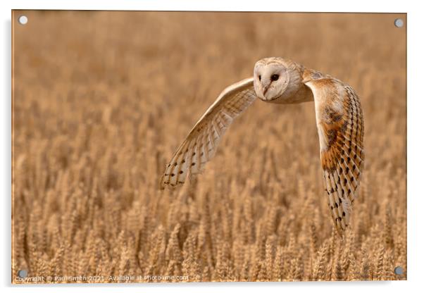 Barn Owl Quartering a Field Acrylic by Paul Smith