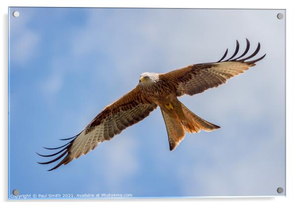 Soaring Red Kite Acrylic by Paul Smith