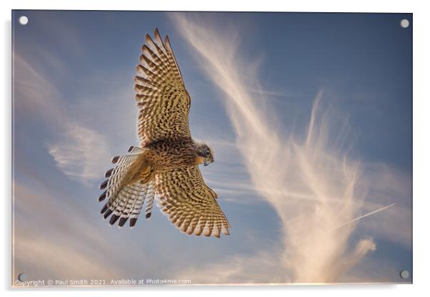 Hovering Kestrel Acrylic by Paul Smith