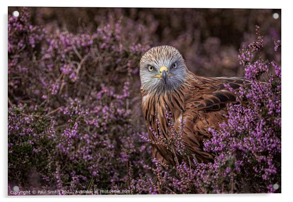 Red Kite in Heather Acrylic by Paul Smith