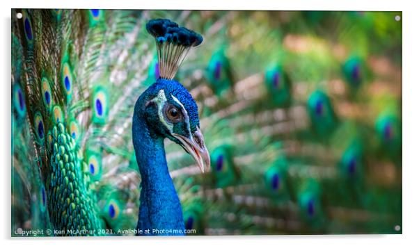 Peacock Acrylic by Ken McArthur