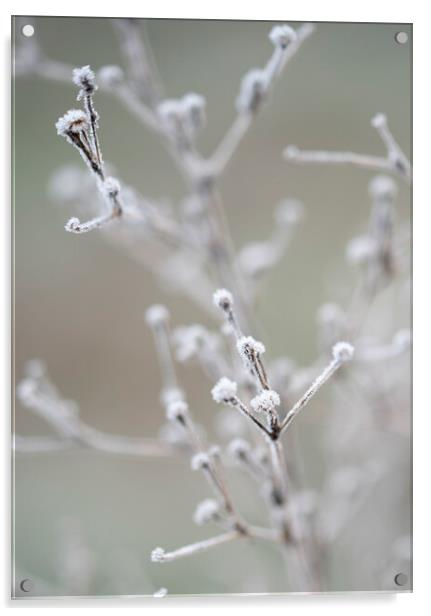 Frosty Morning in the Meadow Acrylic by Judith Stewart