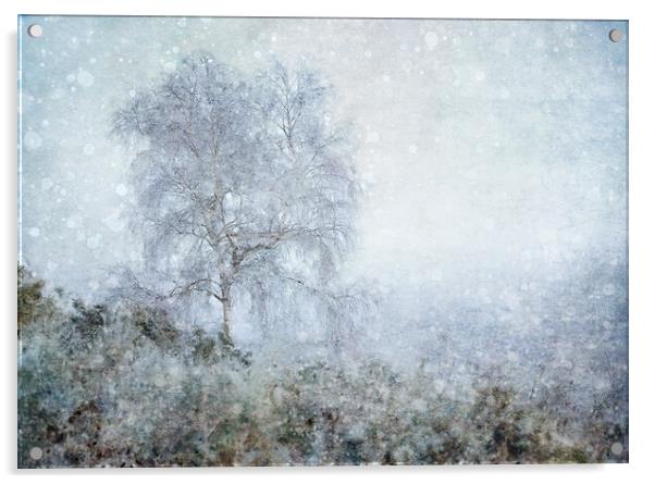 Winter Birch Acrylic by Judith Stewart
