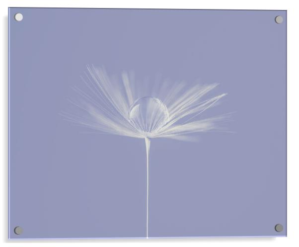 Water Droplet on Dandelion Seed Head on lilac Acrylic by Judith Stewart