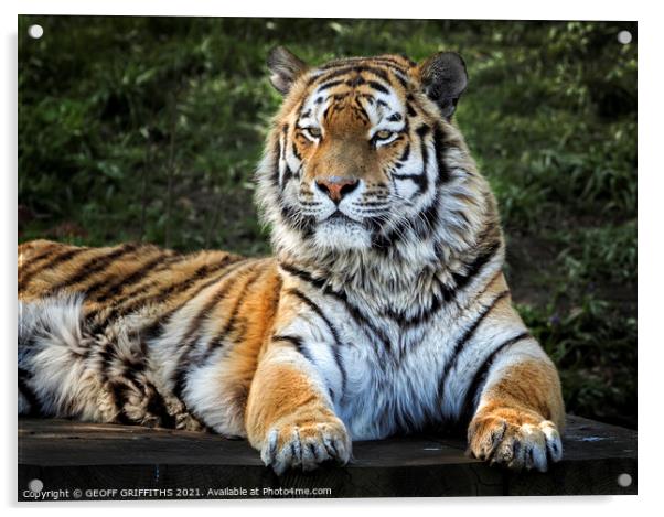 Amur Tiger Acrylic by GEOFF GRIFFITHS