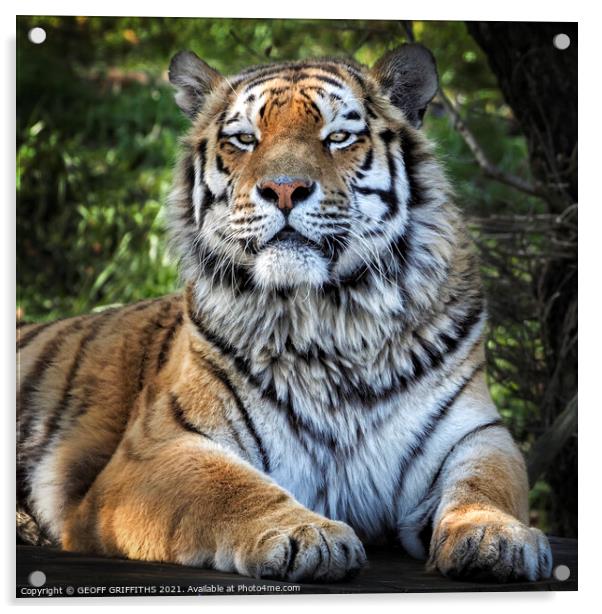 Siberian Tiger Acrylic by GEOFF GRIFFITHS