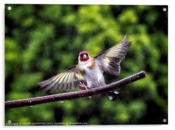 Goldfinch, flying in the rain Acrylic by GEOFF GRIFFITHS