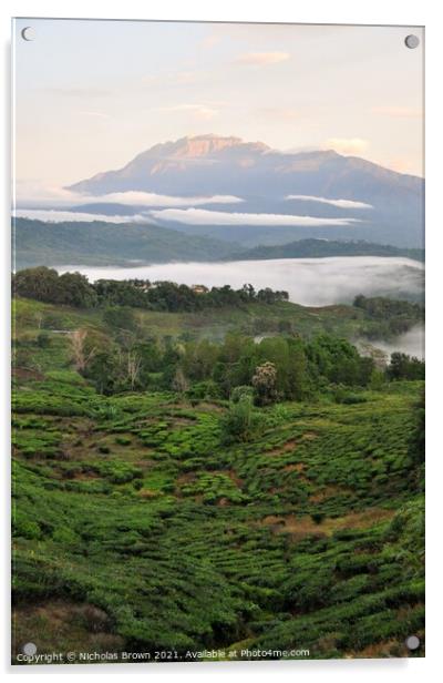 Mt Kinabalu above Tea plantations Acrylic by Nicholas Brown