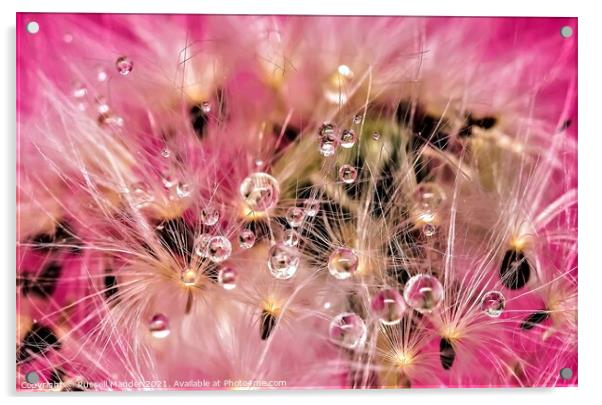 DANDY LION DEW Acrylic by Russell Mander