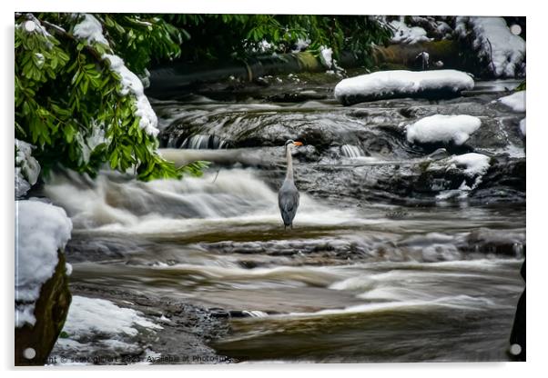 Morning Heron Acrylic by scott gilbert