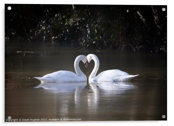 Swan heart Acrylic by David Hughes