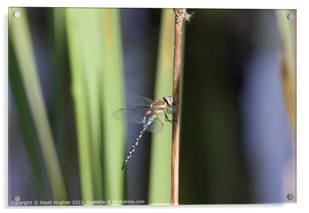 Dragonfly on a Reed  Acrylic by David Hughes