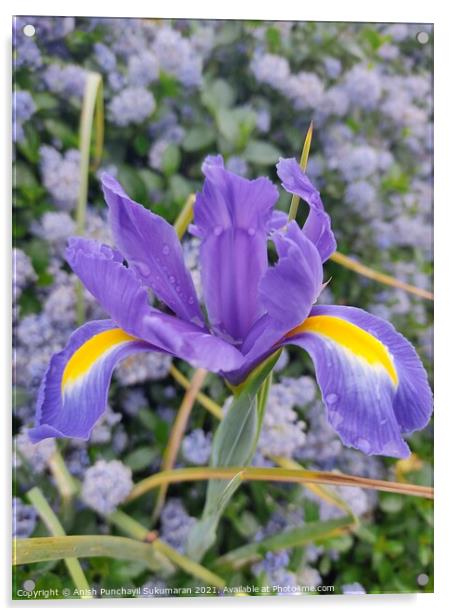 close up view of a Dutch iris (Iris xiphium). Called Spanish iris in the garden Acrylic by Anish Punchayil Sukumaran