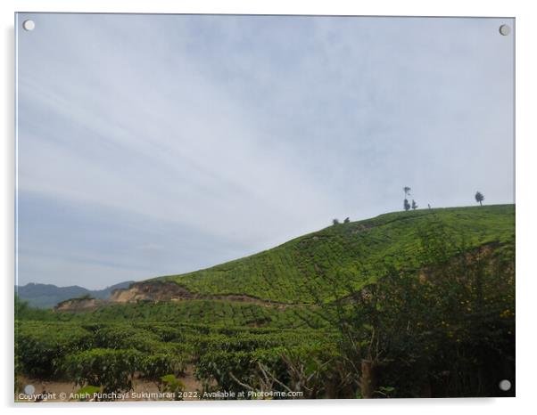 tea estate in munnar and blue sky Acrylic by Anish Punchayil Sukumaran