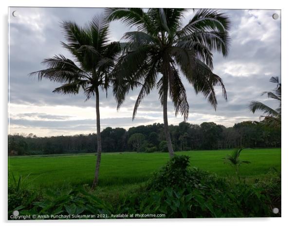 rice field and coconut tree under cloudy sky Acrylic by Anish Punchayil Sukumaran