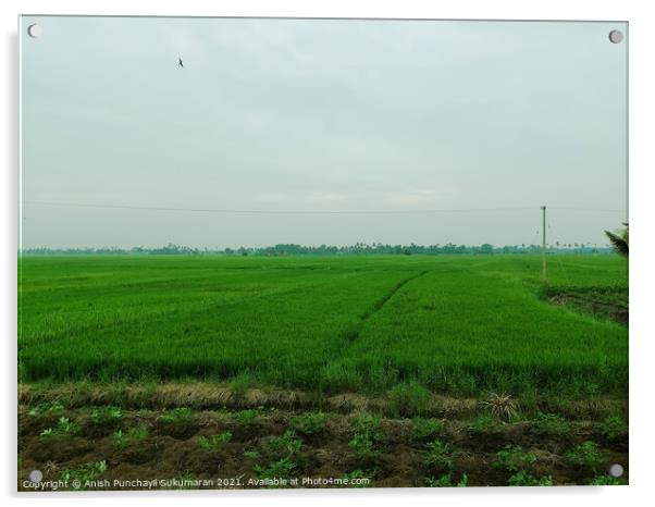 A beautiful rice field during day time  Acrylic by Anish Punchayil Sukumaran