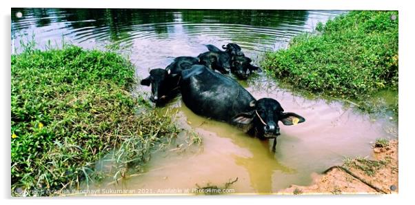 five water buffalos lie in the lake to protect themselves from annoying insects and to cool off from the midday heat.a view from kerala india Acrylic by Anish Punchayil Sukumaran
