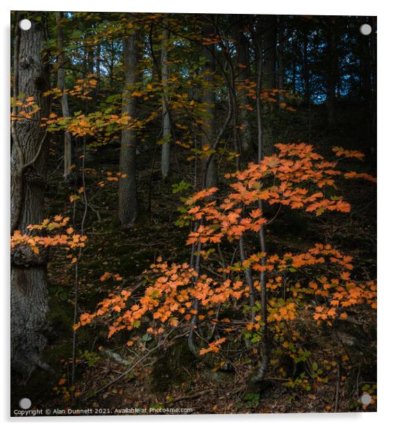 Autumn Light Acrylic by Alan Dunnett