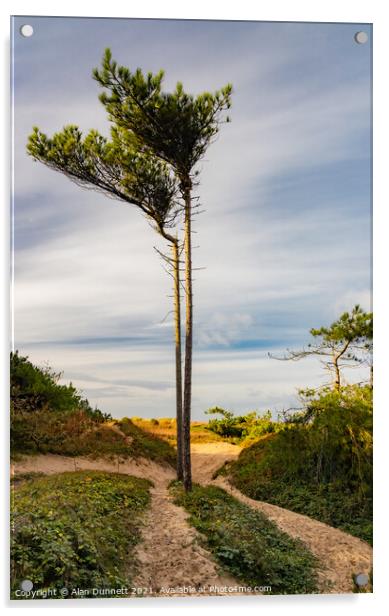 Beach Tree! Acrylic by Alan Dunnett