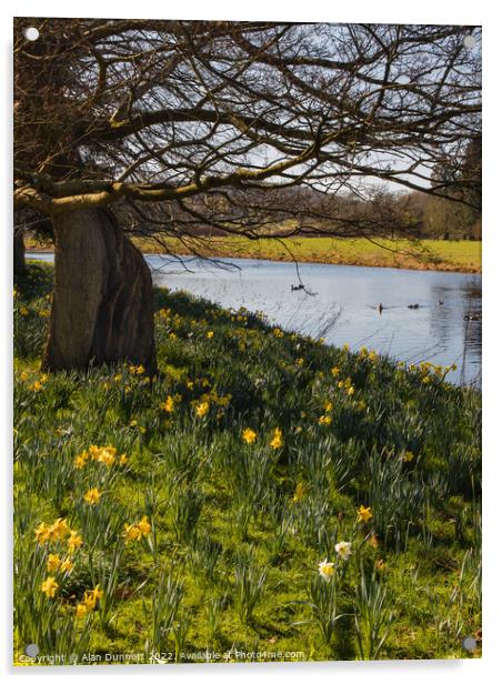 Daffodils Blooming Acrylic by Alan Dunnett