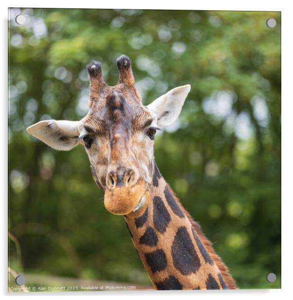 Giraffe with a quizical look Acrylic by Alan Dunnett