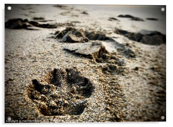 Paw prints in the sand Acrylic by Hannah Youens
