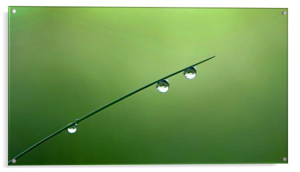 Magical grass droplets Acrylic by René Wright