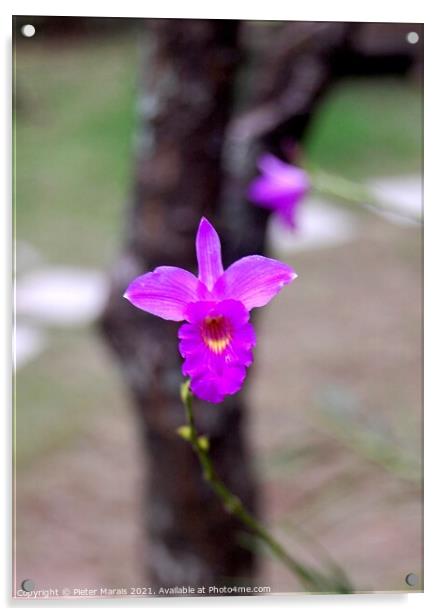 Purple Orchid in Vietnamese tea garden Acrylic by Pieter Marais