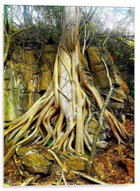 Wild Fig Tree roots Sudwala Caves South Africa Acrylic by Pieter Marais