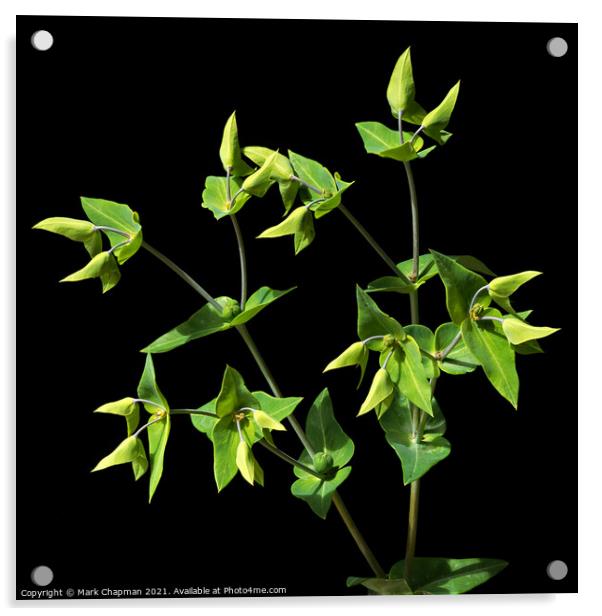 Green Caper Spurge (Euphorbia Lathyris)  Acrylic by Photimageon UK