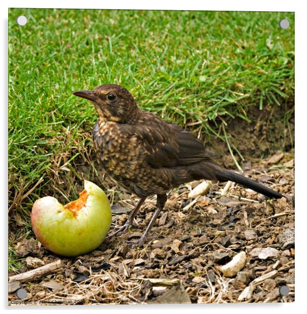 Juvenile Blackbird eating fallen apple Acrylic by Photimageon UK
