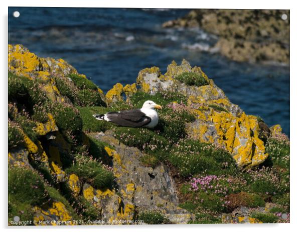 Great Black Backed Gull, Larus Marinus Acrylic by Photimageon UK