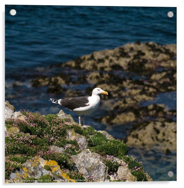 Great Black Backed Gull, Larus Marinus Acrylic by Photimageon UK