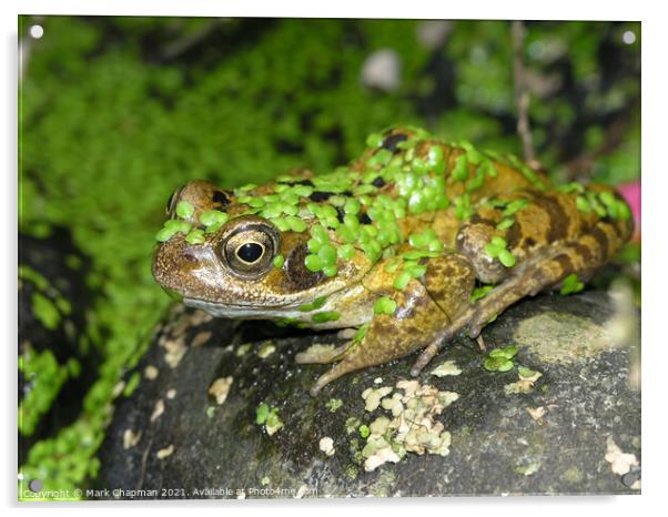 Duckweed frog Acrylic by Photimageon UK