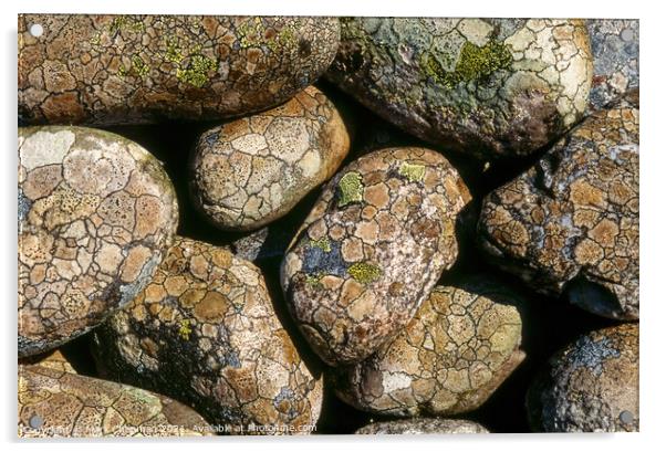 Lichen covered beach pebbles, Colonsay Acrylic by Photimageon UK
