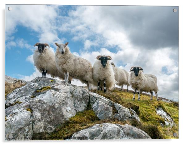 Lookout sheep, Isle of Lewis Acrylic by Photimageon UK