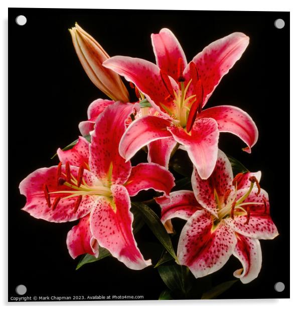 Pink day lilies Acrylic by Photimageon UK
