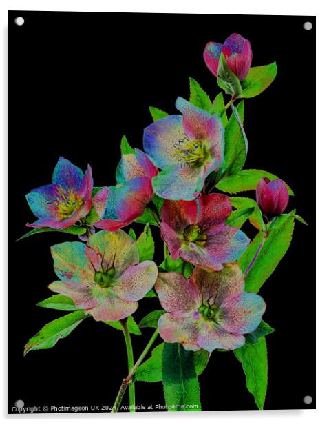 Hellebore flowers - 3 Acrylic by Photimageon UK