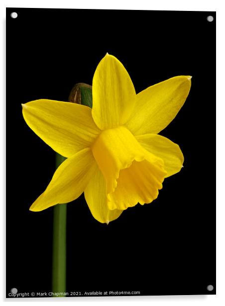 Single yellow daffodil flower Acrylic by Photimageon UK