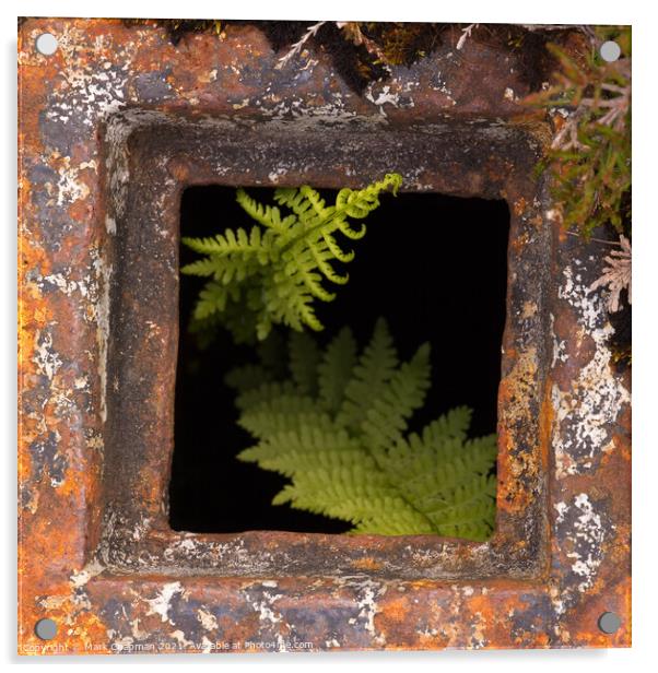 Bracken growing in rusty drain hole Acrylic by Photimageon UK