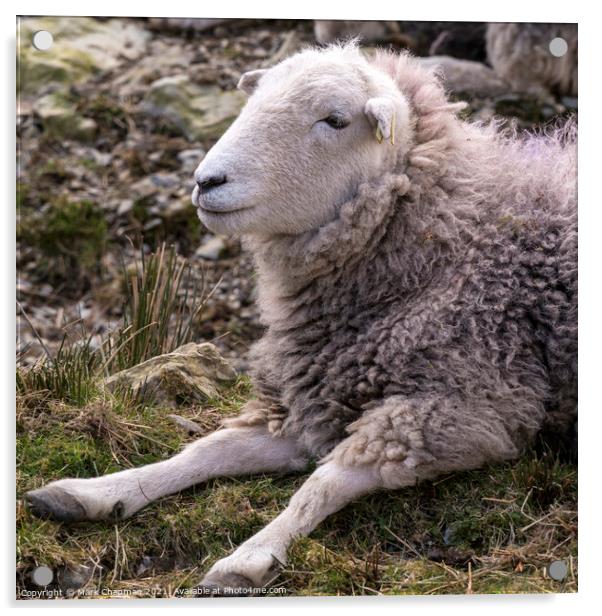 A woolly Lakeland Herdwick sheep lying on grass Acrylic by Photimageon UK